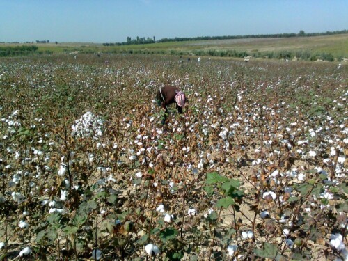 PPI’s Trade Fact of the Week: Per the International Labour Organization, ‘Uzbek cotton is free from systemic child labour and forced labour’