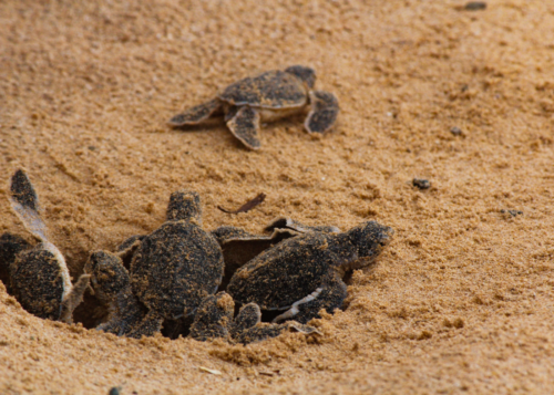 PPI’s Trade Fact of the Week: Florida green turtle nesting counts up 80-fold since the 1970s