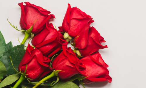 Trade Fact of the Week: Each January, the U.S. imports 11 million roses a day