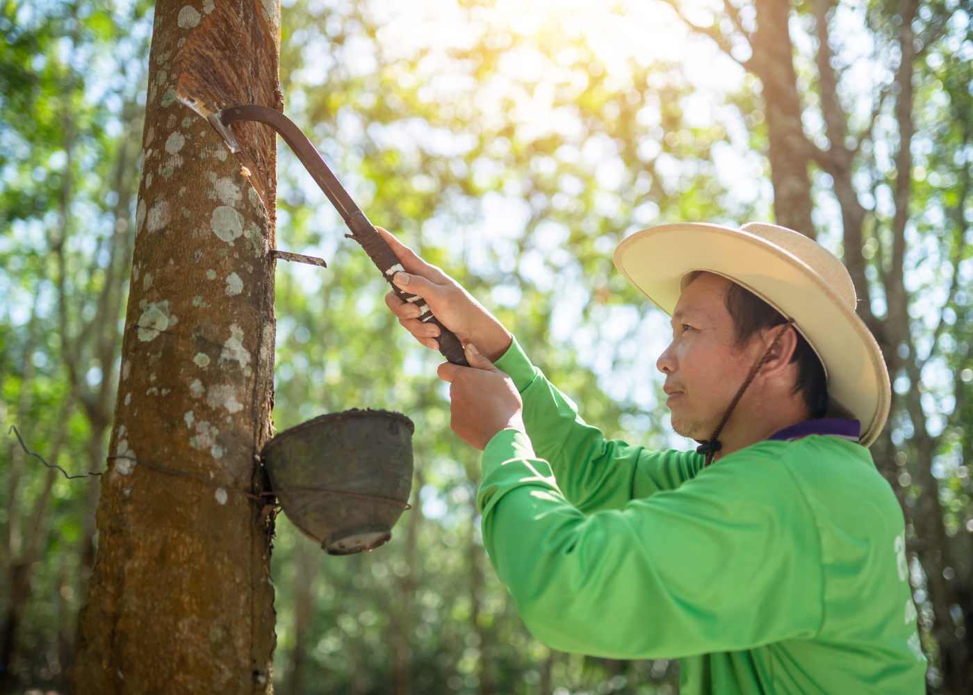 No commercial rubber trees grow in the United States