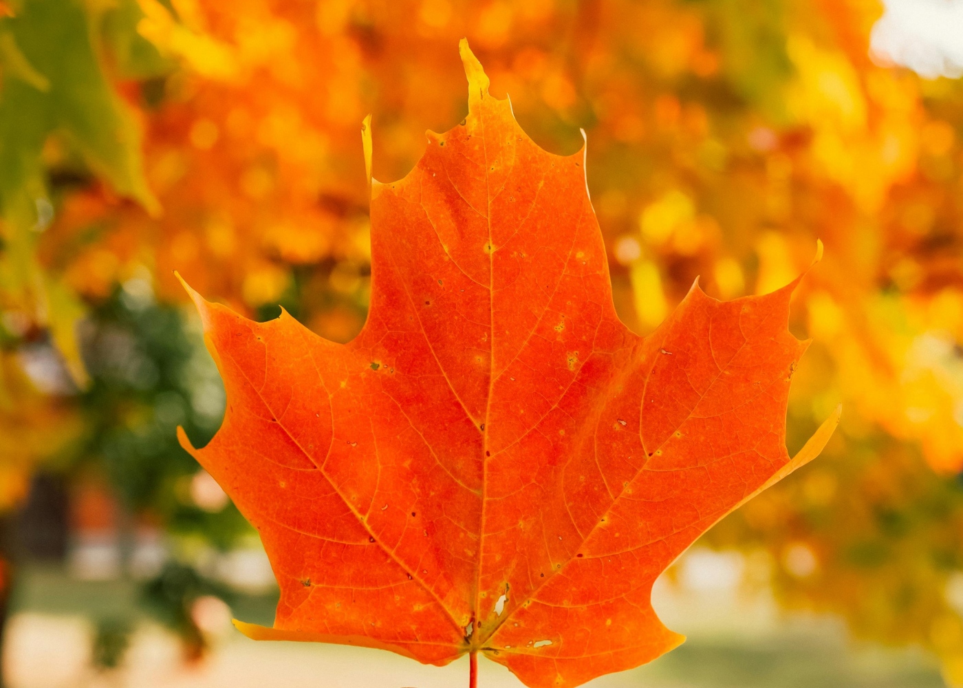 Canada is the top export market for 27 U.S. states