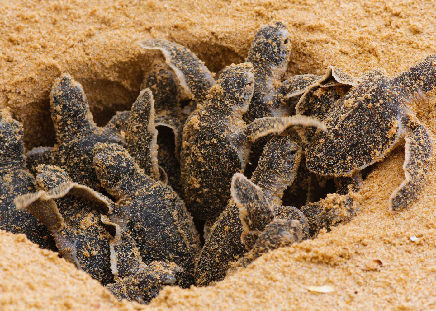 Record Sea-Turtle Nesting Counts in Florida, Texas, and Georgia This Summer